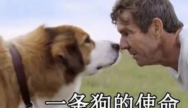 The dog with his legs amputated became a teacher, and he taught other disabled dogs to walk