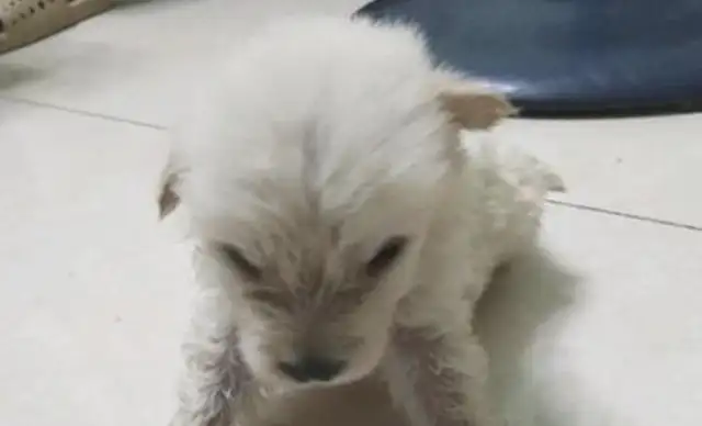 It's beautiful for a girl to take home a little dog from the old man's junk
