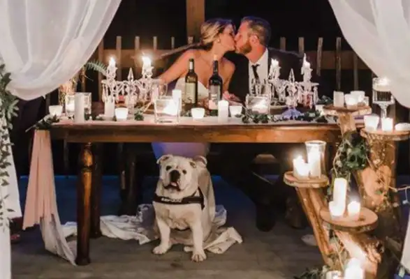 The master brought the dog to the wedding, but this stupid dog