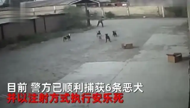It's painful to see a man walking alone in the morning, surrounded by stray dogs. Heart