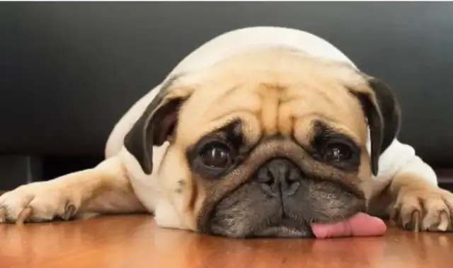 Scientific research has shown that dogs contribute to the health of their owners