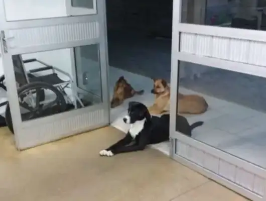 Four stray dogs follow the homeless and when they get sick, they wait at the door