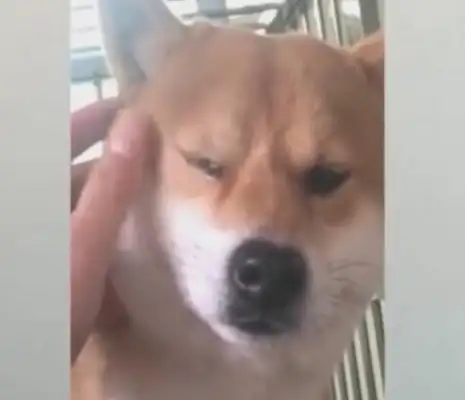 The dog was scolded to tears, and the master immediately became comforted and shed tears