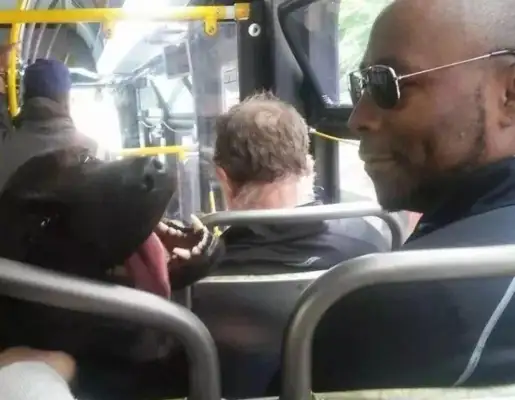 The dog took the bus out on his own, and it went red