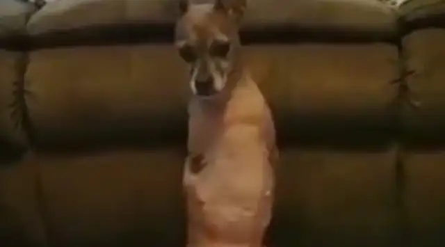 The dog with his legs amputated became a teacher, and he taught other disabled dogs to walk