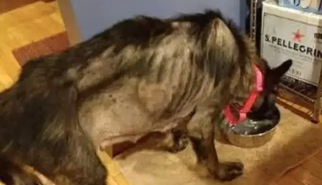 Skinny stray dogs die and bite toy balls to save people: it's waiting to play with the owner & #8230; & #8230;