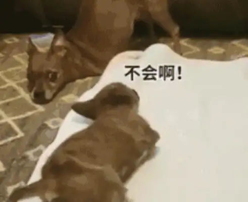 The dog with his legs amputated became a teacher, and he taught other disabled dogs to walk