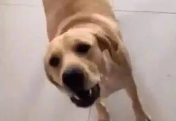 The master says he sells you to eat tea, and the dog listens to it, and he's angry with the lady