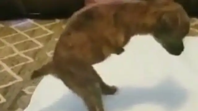 The dog with his legs amputated became a teacher, and he taught other disabled dogs to walk