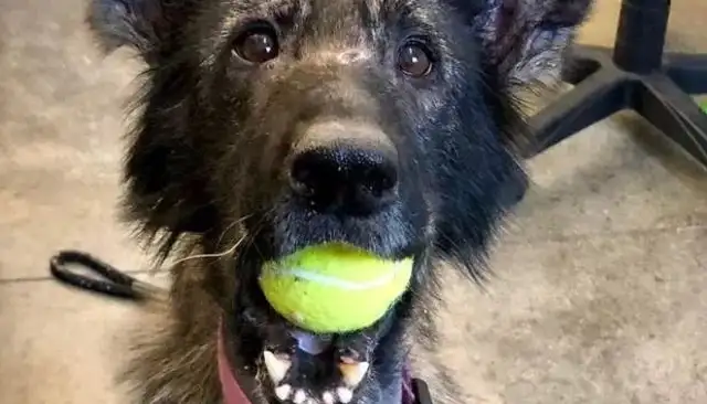 Skinny stray dogs die and bite toy balls to save people: it's waiting to play with the owner & #8230; & #8230;