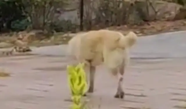 Eight years for a Chinese dog until his life is over and he's gone