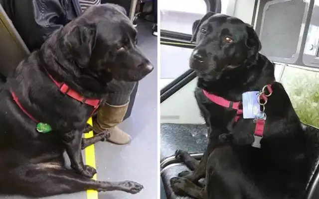 The dog took the bus out on his own, and it went red