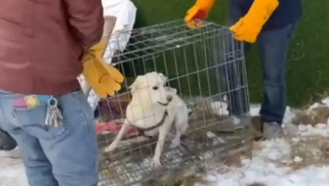 It's heartbreaking howling the labrador who just gave birth to a puppy, left in the cold