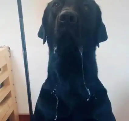 The dog sits in front of the food, and the Hara has more than drops down, and everything on his hands is getting wet