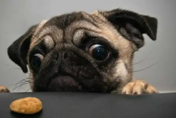 Russian men fed a stray dog for two years and were killed by a bad dog for not bringing food