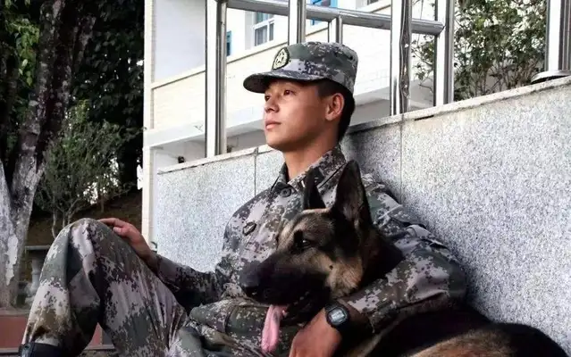 Retired dogs broke out of the street, biting the dead! Tears