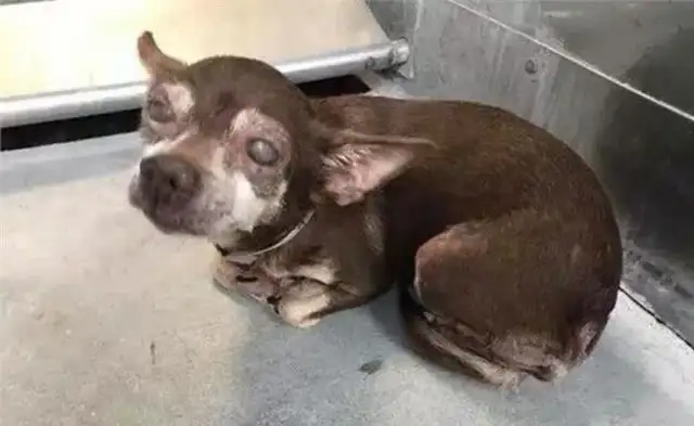 A 14-year-old blind dog whose dog was changed by this man