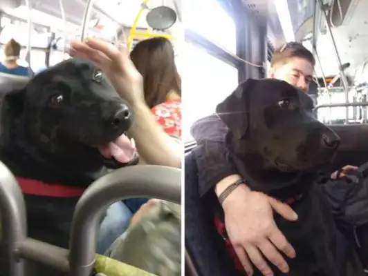The dog took the bus out on his own, and it went red