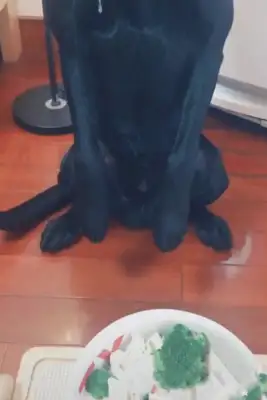 The dog sits in front of the food, and the Hara has more than drops down, and everything on his hands is getting wet