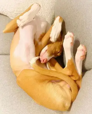 When I saw the dog's sleeping position, I shoveled the shit