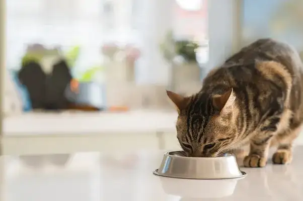 Cat allergies and treatment: understanding cat allergies