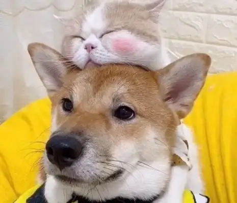 It's hard for a dog to take care of a cat every day, except the baby