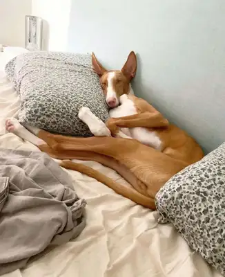 When I saw the dog's sleeping position, I shoveled the shit