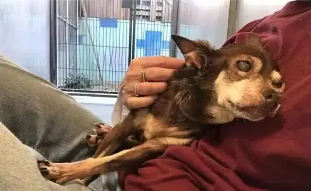 A 14-year-old blind dog whose dog was changed by this man