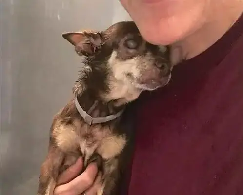 A 14-year-old blind dog whose dog was changed by this man