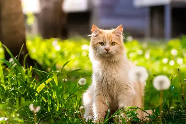 Cat allergies and treatment: understanding cat allergies