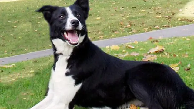 84,000 British dogs are the world's most expensive shepherds