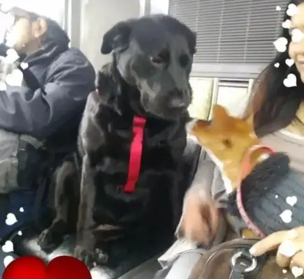 The dog took the bus out on his own, and it went red