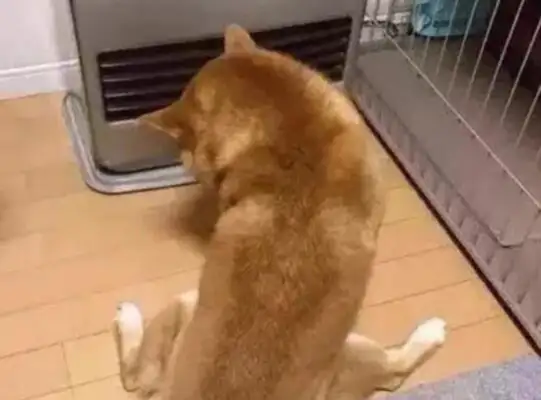 Go home from work, see a wooddog sitting in front of the heater, stinging his stomach