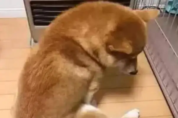 Go home from work, see a wooddog sitting in front of the heater, stinging his stomach