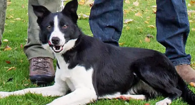 84,000 British dogs are the world's most expensive shepherds