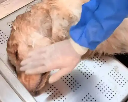 Following the death of the golden hair dog in the air conditioner, the dog owner called it "successful"