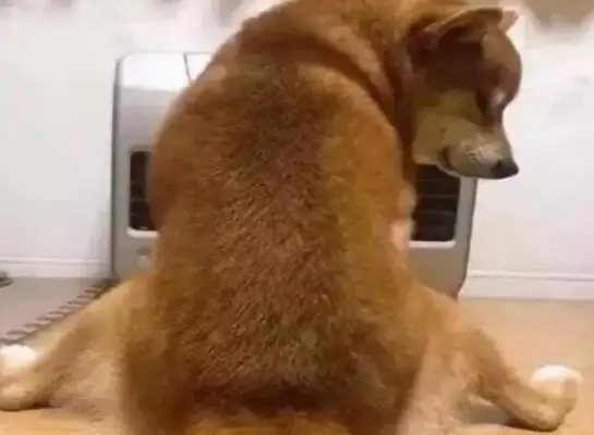 Go home from work, see a wooddog sitting in front of the heater, stinging his stomach
