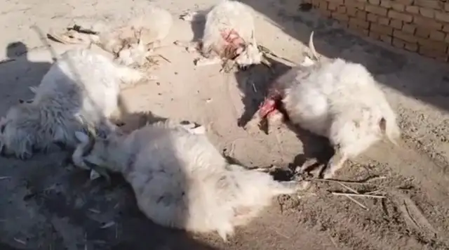 Thirty-two sheep were bitten by dogs, and Shanxi lost tens of thousands
