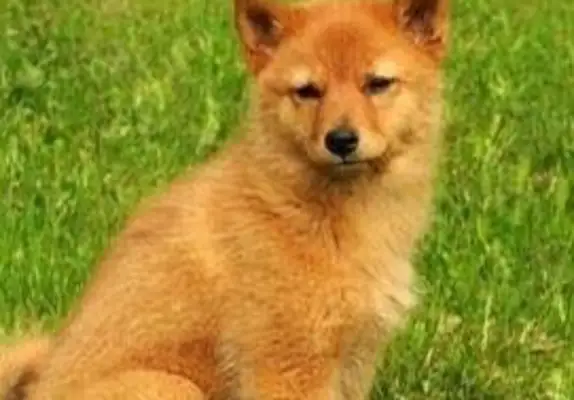 The dog is mistaken for Fox! The fox hunter in the mountains