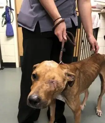 There's been a terrible dog abuse in England. Eye