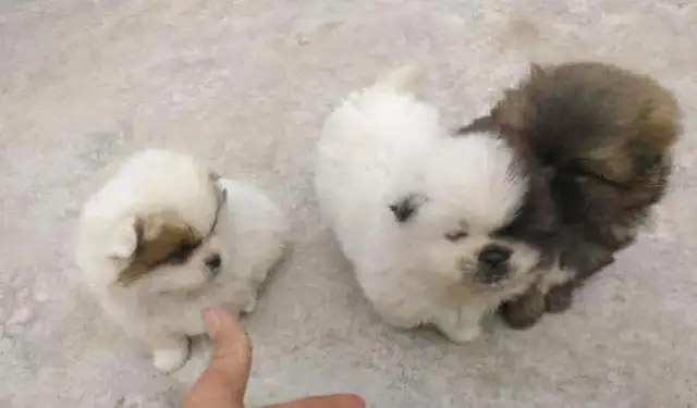 The girls picked up three stray dogs and they threw them all away