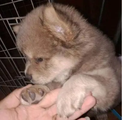 When I bought dinner, I got a dog from the store