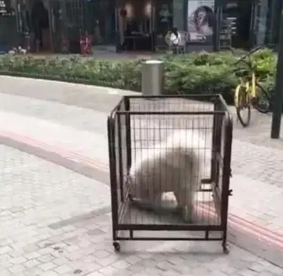 Samuel was sent to foster care. The pet store told me your dog stole my cage