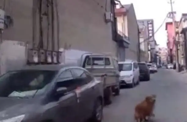 Goldhounds found their master unconscious and led the medical staff to their master
