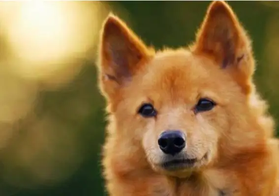 The dog is mistaken for Fox! The fox hunter in the mountains