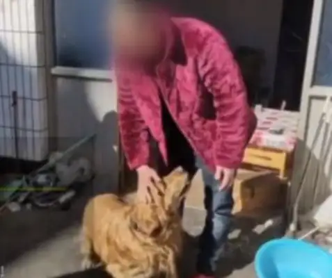 Goldhounds found their master unconscious and led the medical staff to their master