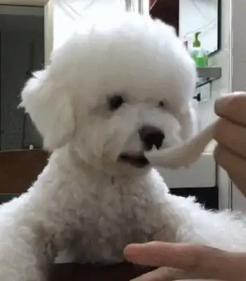 Feeding a dog with a little spoon is a reprimand. Why is the trainer here