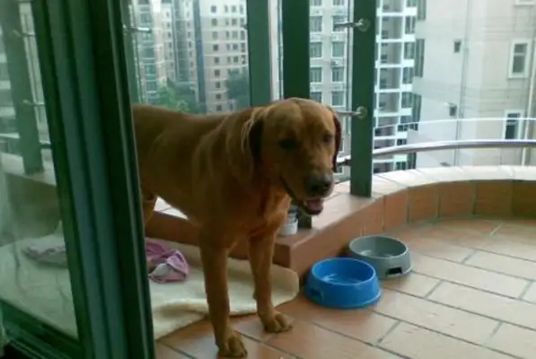 The world's highest sacrifice is not German, but most Chinese families raise the dog