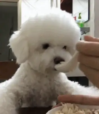 Feeding a dog with a little spoon is a reprimand. Why is the trainer here