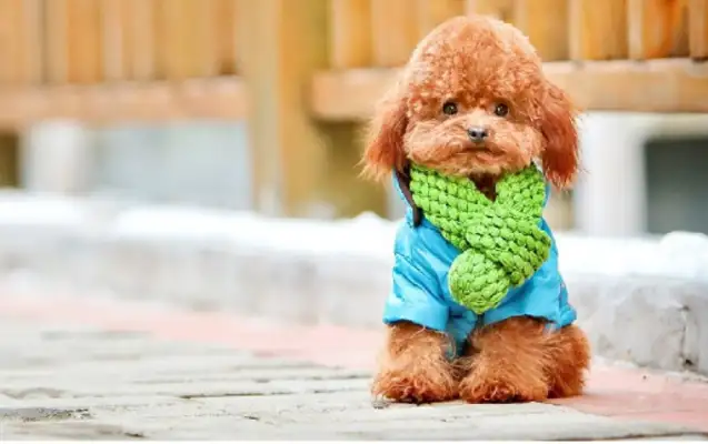 Kill dogs and sell dogs with a three-step drug dart! Shenzhen's dog thief is being prosecuted